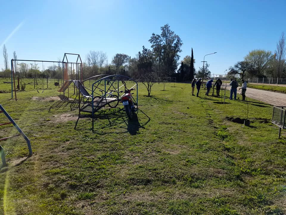 Forestación Parera 4