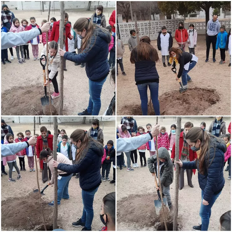 arbol parera escuela dos