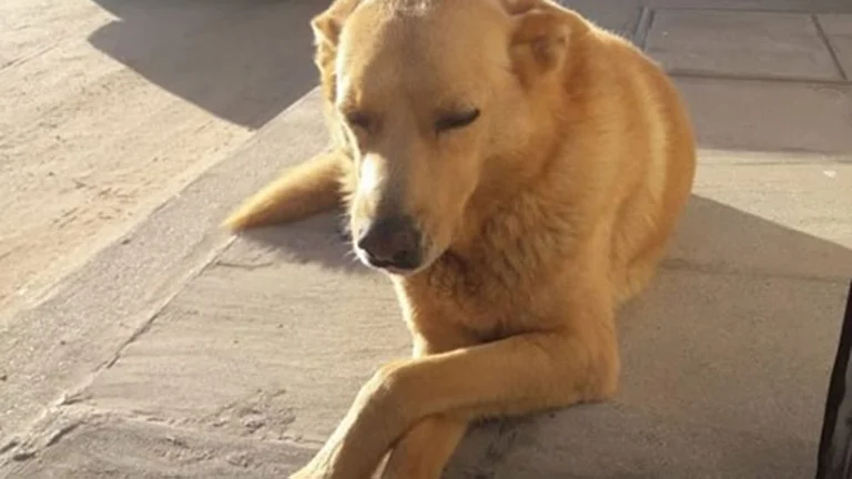 2AUHZFMBA5HULDT6L5FP6GUWAQ