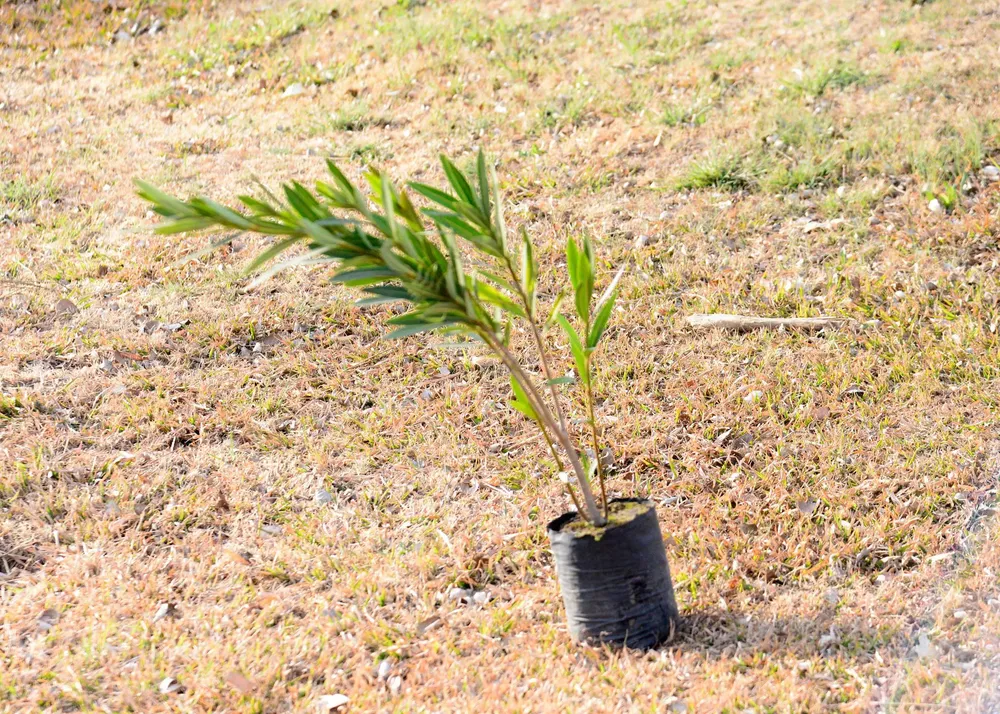 plantación acceso 4