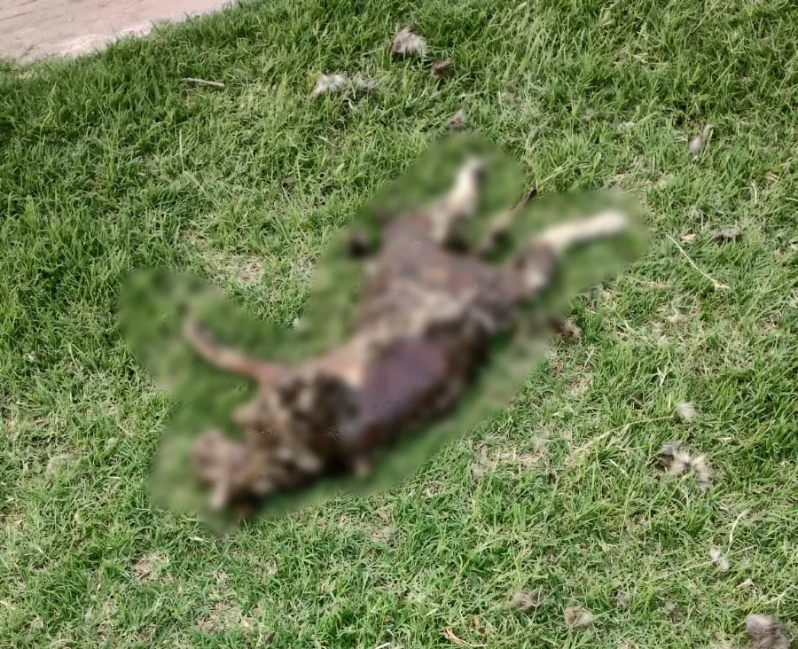 gato muerto floky pixelada