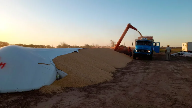 recolección cereal de silobolsas dañados