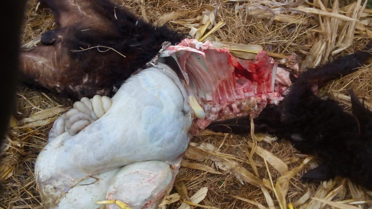 ternero cazado por puma 