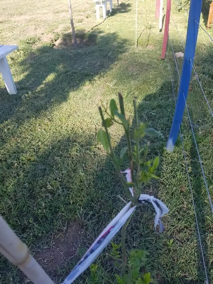 FB_IMG_1637244370641