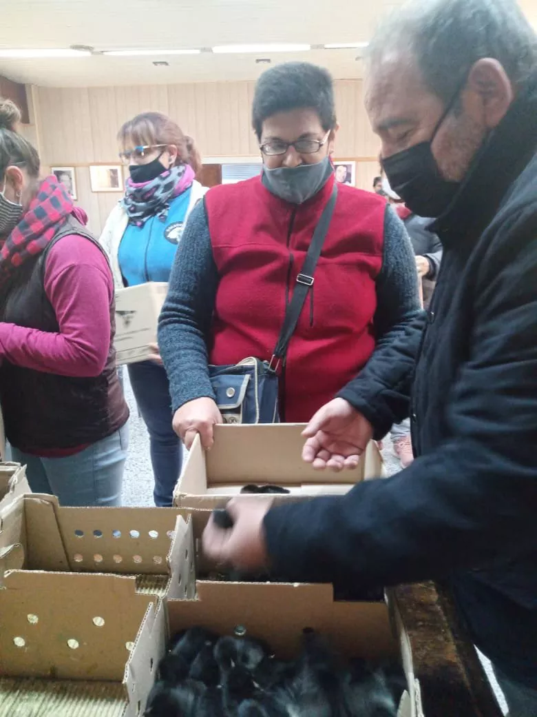 Ponedoras Larroude 3