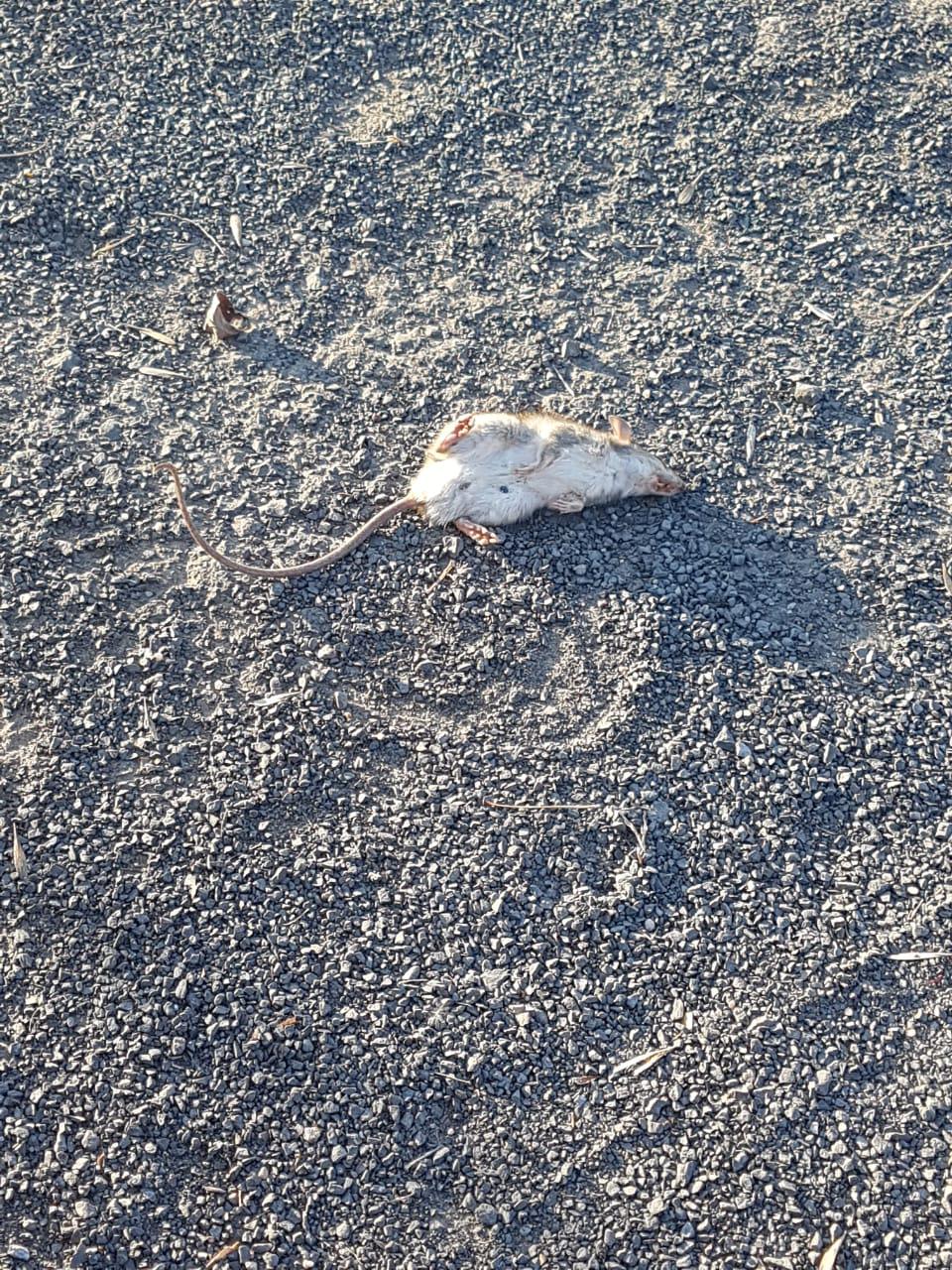 inbound7437998763593895177