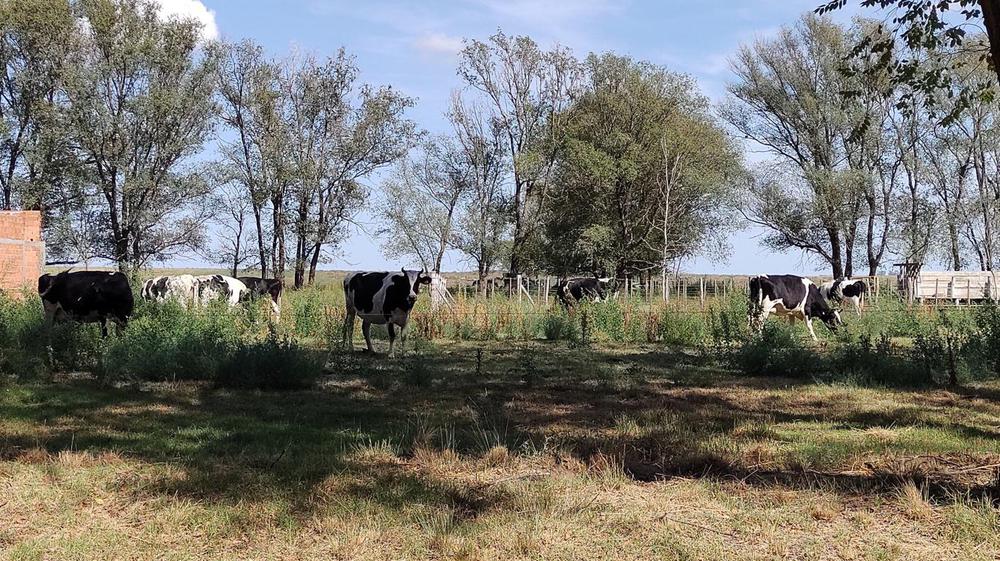 10 vacas colegio agropecuario (FILEminimizer)