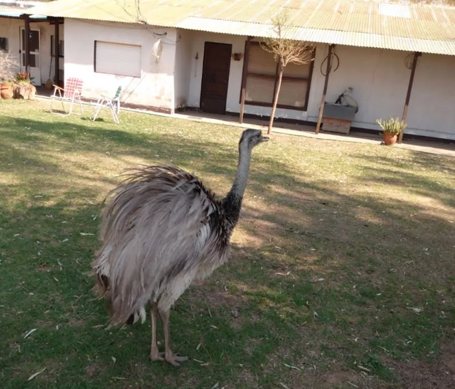 avestruz 3