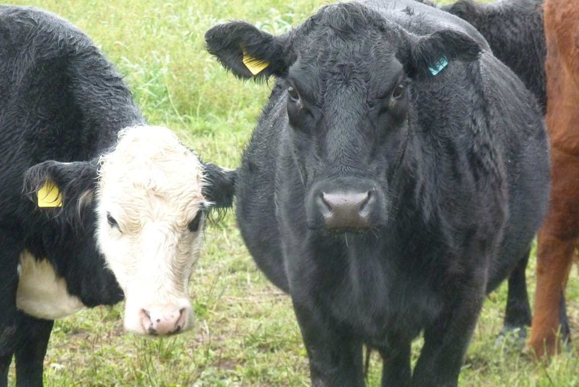 P1370478 (FILEminimizer)