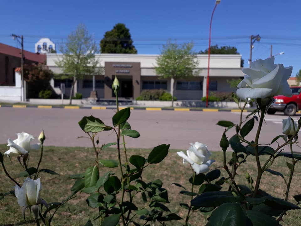ROSAS 16