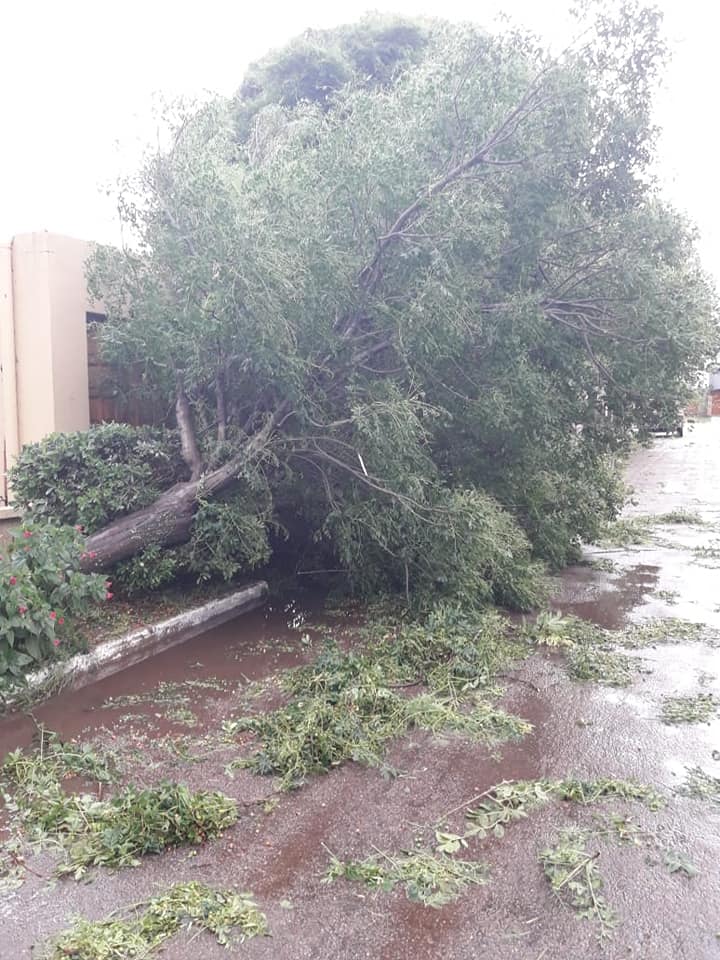 TORMENTA TESTA 3