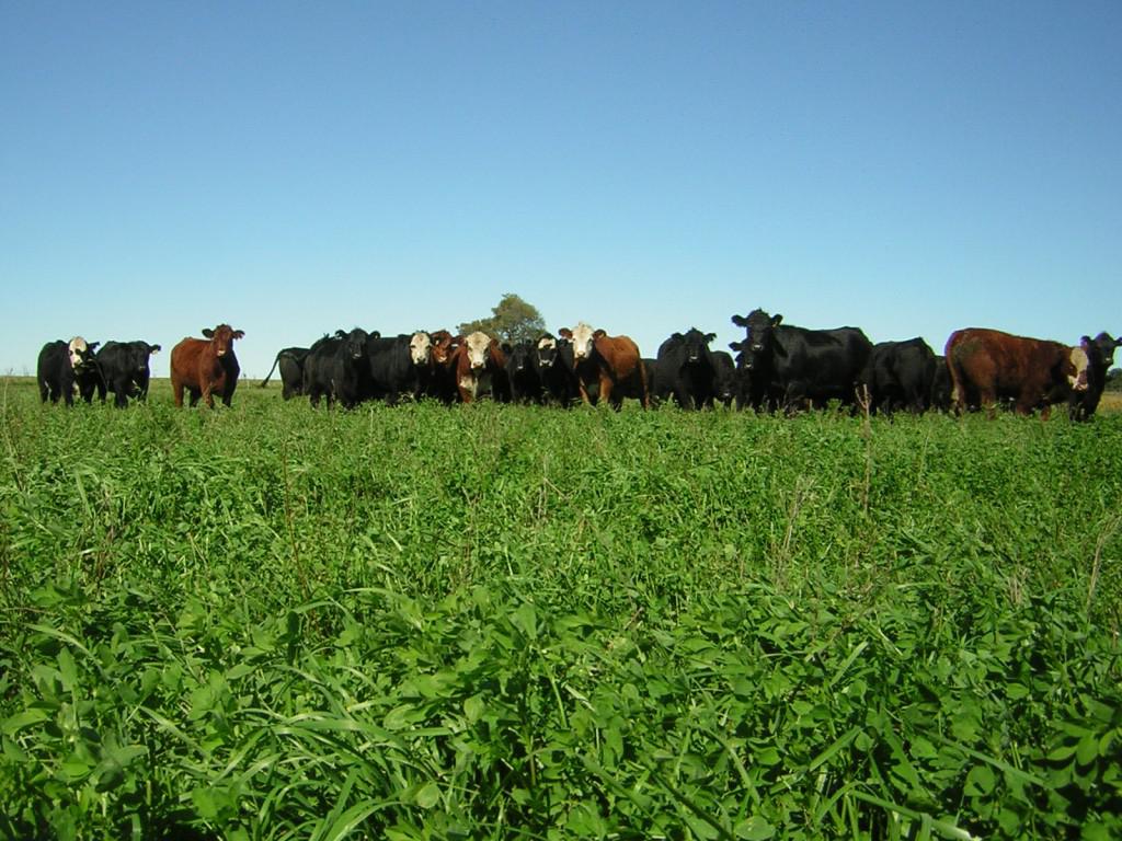 CampoGanadero-1024x768