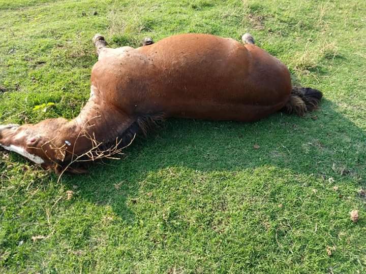 FB_IMG_1578395019500