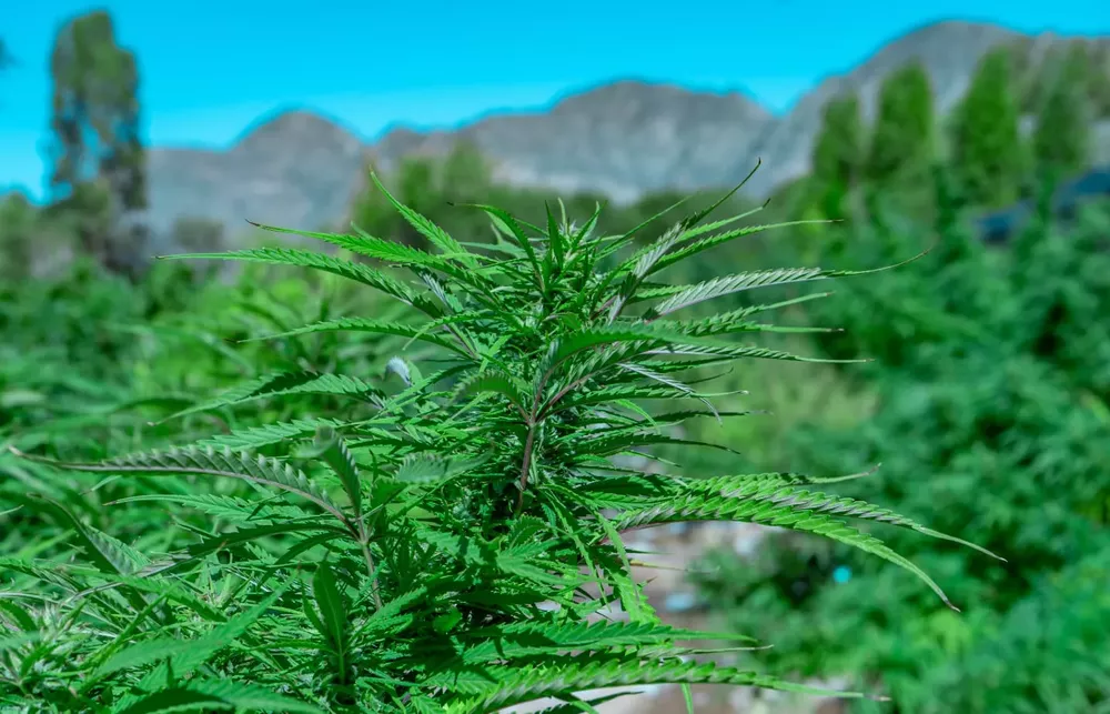 d190c6d6-4aa7-4a78-9736-84e823317167