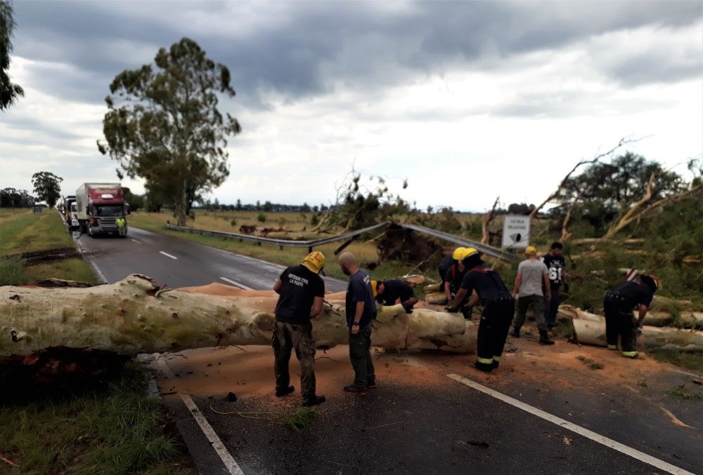 vientoeucalipto2019-103