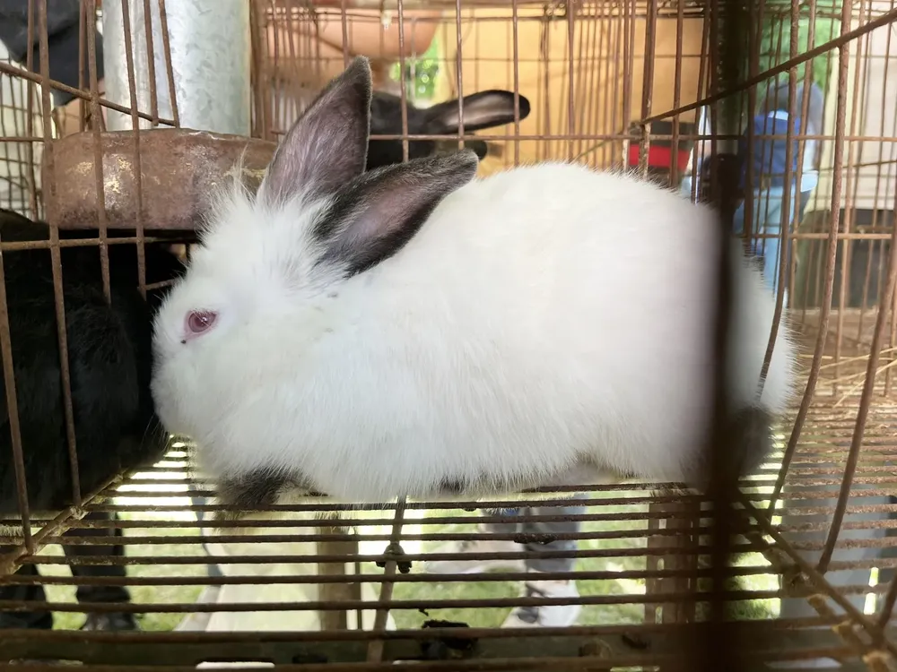 agropecuario muestra trabajos 2023 10 (FILEminimizer)