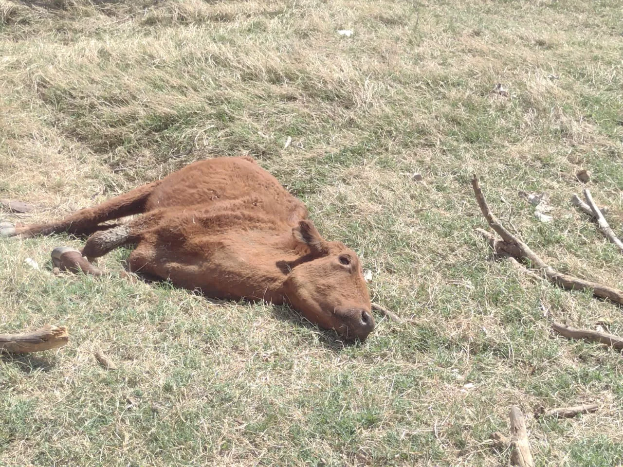 32d6bdd9-d1ce-4d25-afa7-1fe934a1c40e