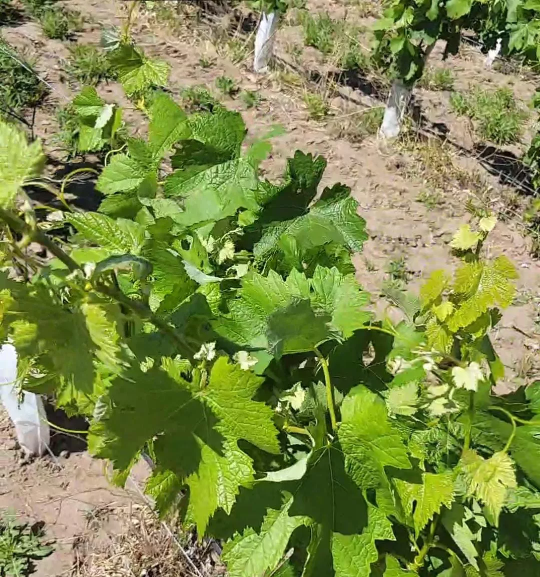 242971_whatsapp-image-2022-11-08-at-20.15.34--1-