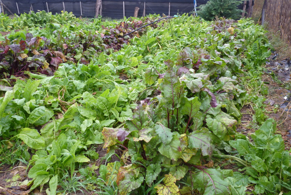 P1370494 (FILEminimizer)