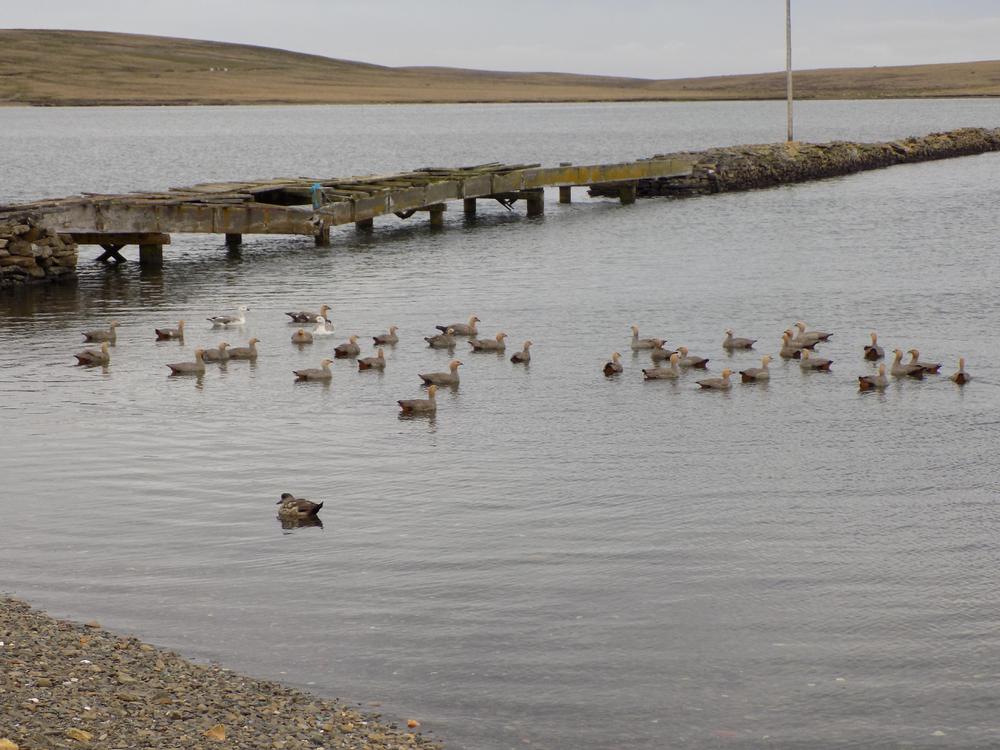 Fotos Malvinas camara 057