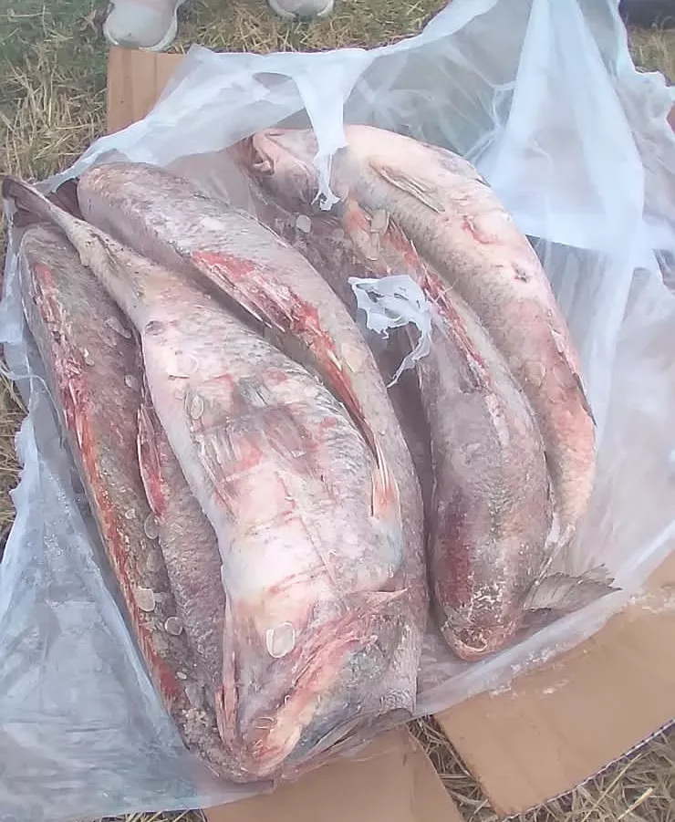 d8c3cc8e-104e-4ce5-bd6d-06b86520fe68