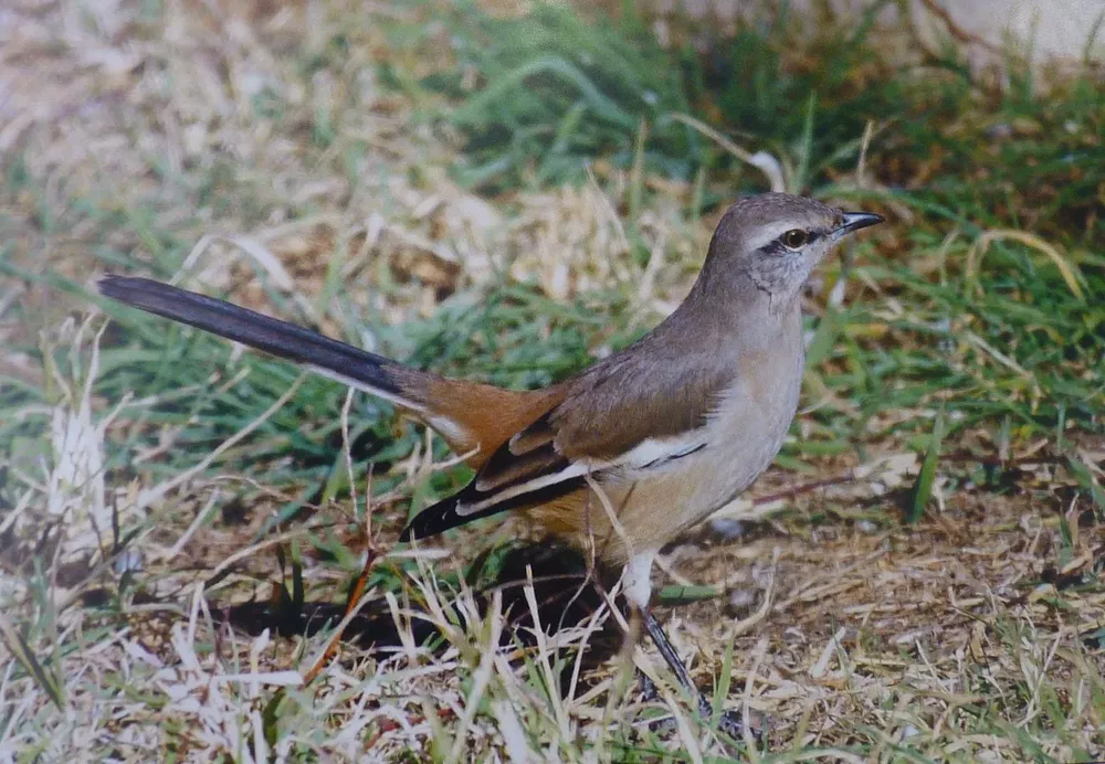 turismo 11 (FILEminimizer)