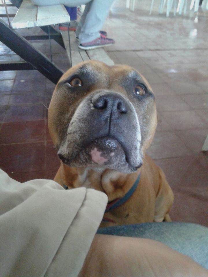 19731889_1514403991949268_652898661322496732_n