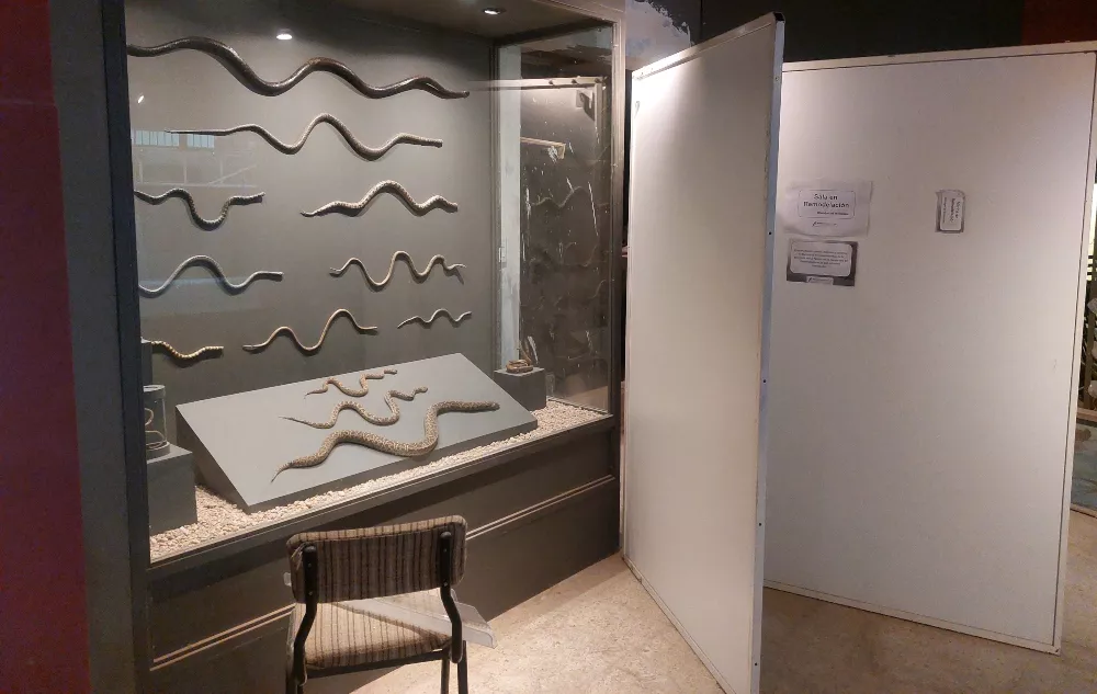 326997_museo--1-