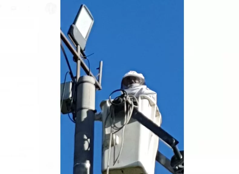 recambio luces Maisonnave 1