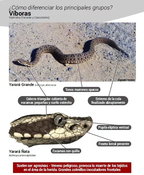 viboras