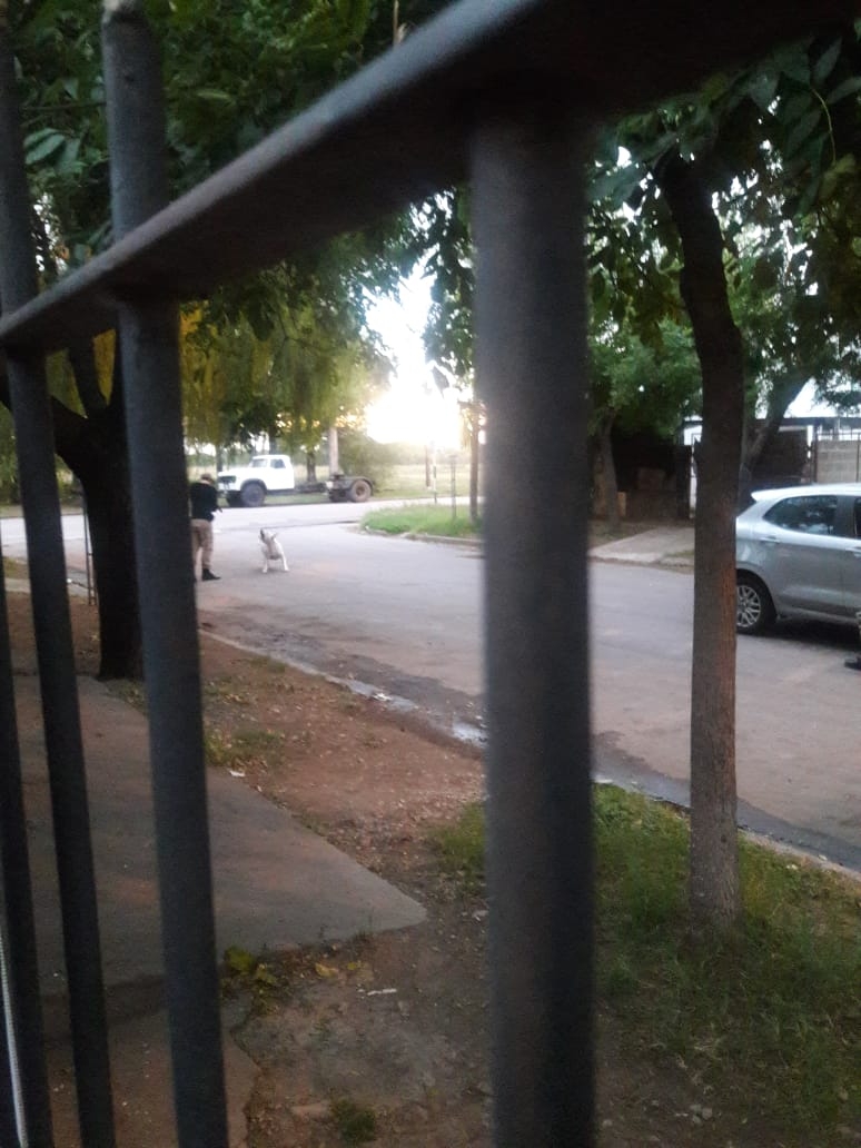 DOGO 2