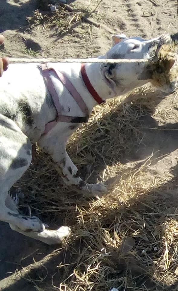 102906773_144665480525250_1694270306977594154_n