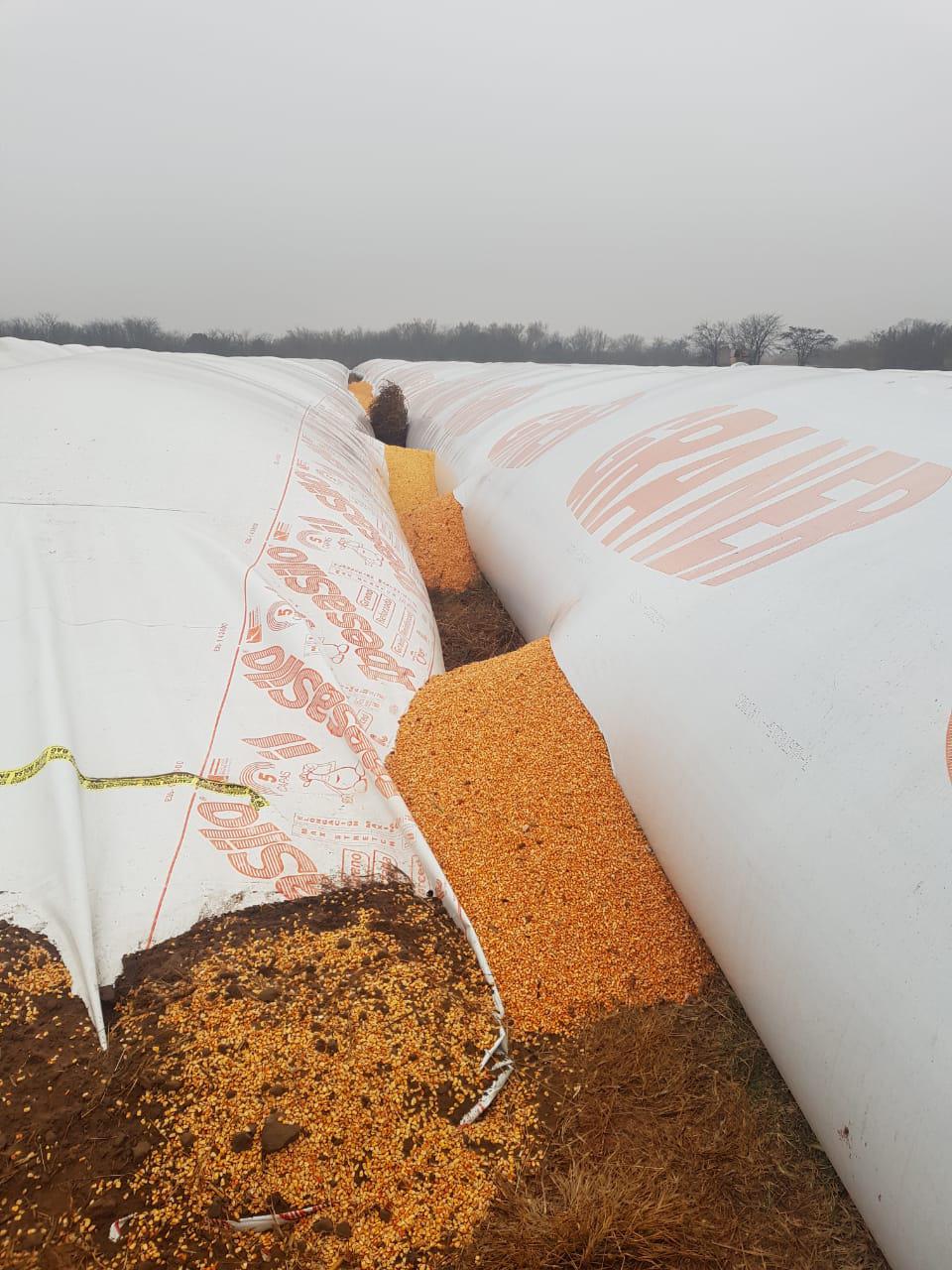 c00f5ced-f6fb-4dc2-8bb6-3ec2709ffca2