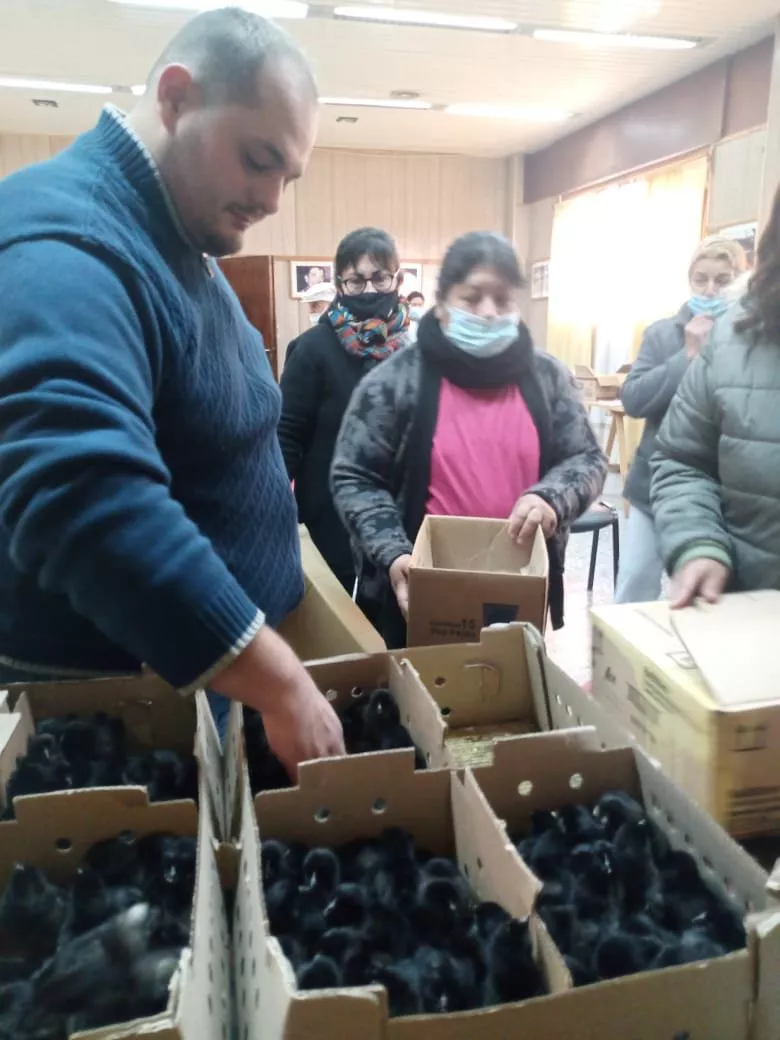 Ponedoras Larroude 4