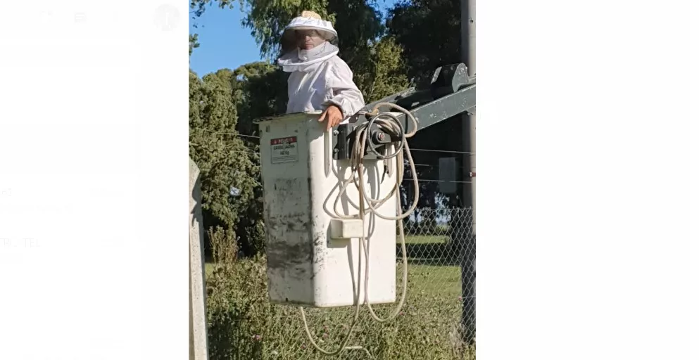 recambio luces Maisonnave 3