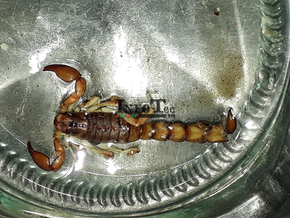 49189197_2244865415525118_6587653592025399296_n