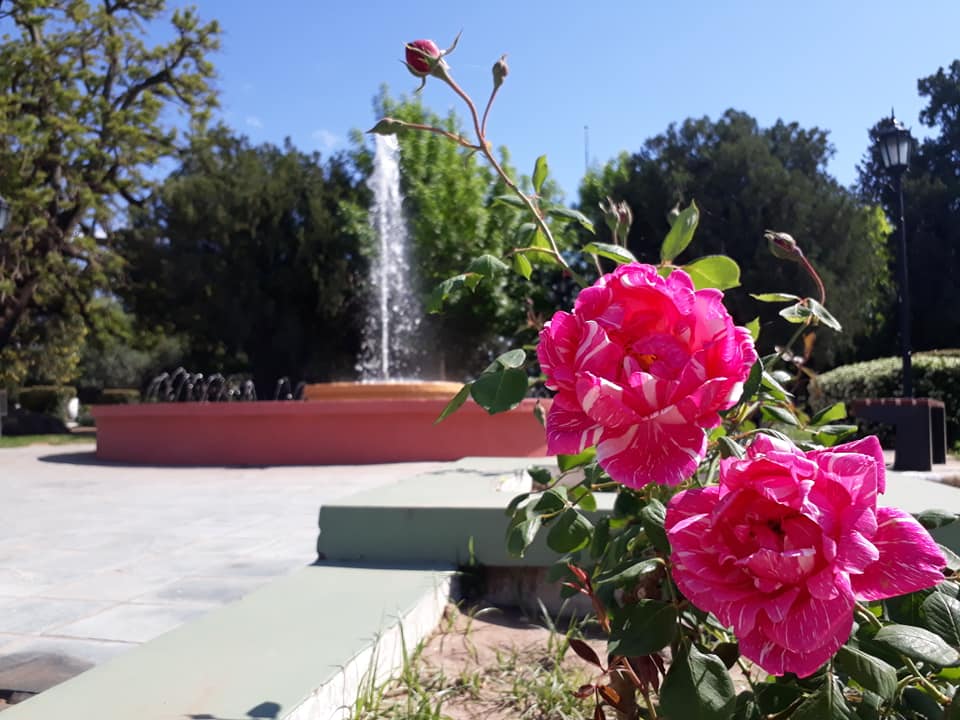 ROSAS 15