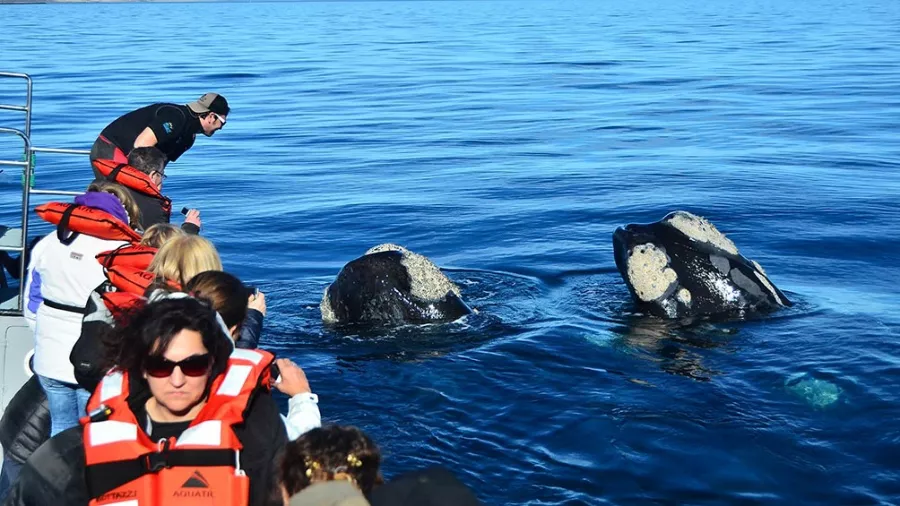 BALLENAS