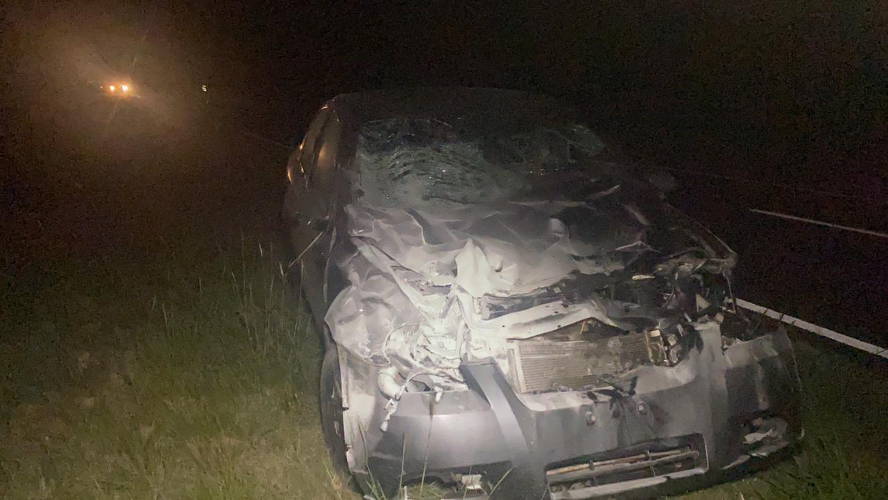 Accidente animales 2