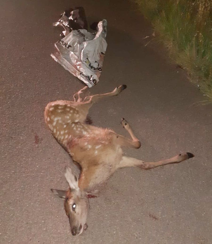 multimedia.normal.aee8a982dc1cbe9b.666f7462616d626574656c656e5f6e6f726d616c2e6a7067