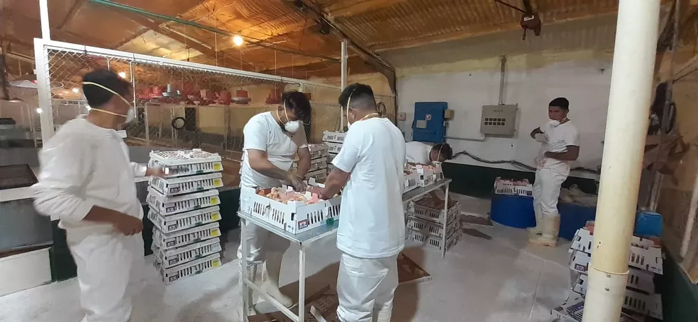 inspección pollitos 2