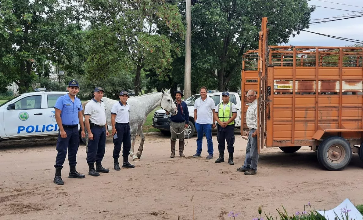 CABALLO ROBADO CALEUFU 2