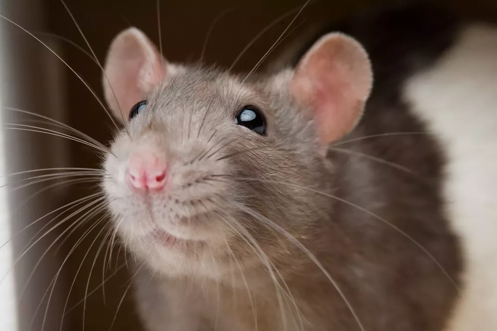 01-rat-friends-nationalgeographic_1162144