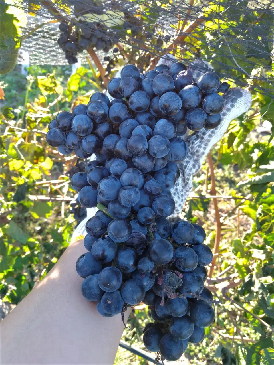 392742_whatsapp-image-2022-04-01-at-10.20.25-am