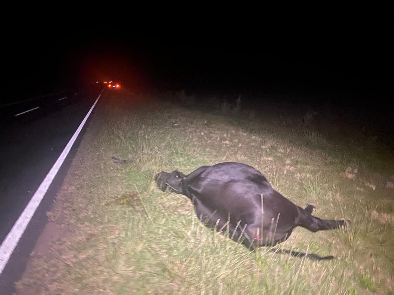 Accidente animales 4