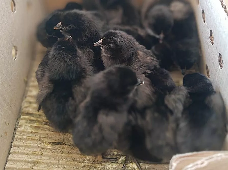 275865660_1383754708721039_4484830869092832402_n