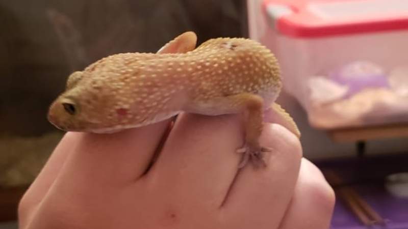 f800x450-71886_123332_279