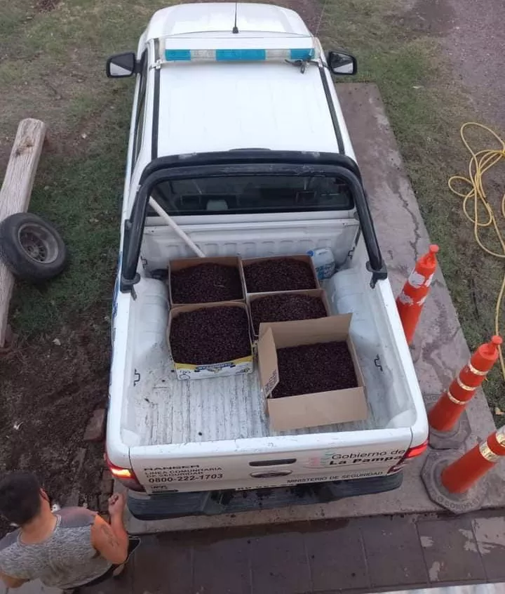 CASCARUDOS sANTA iSABEL 1