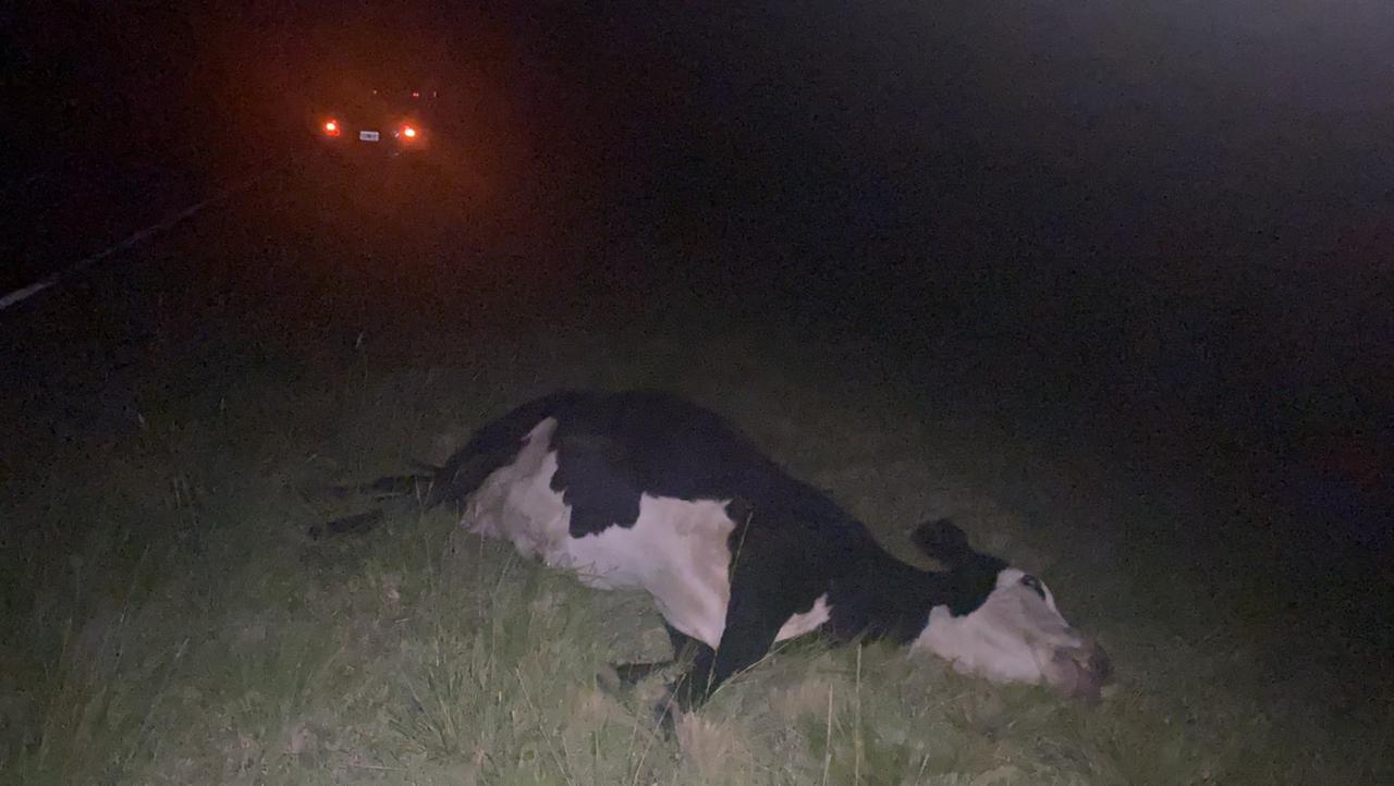 Accidente animales 3