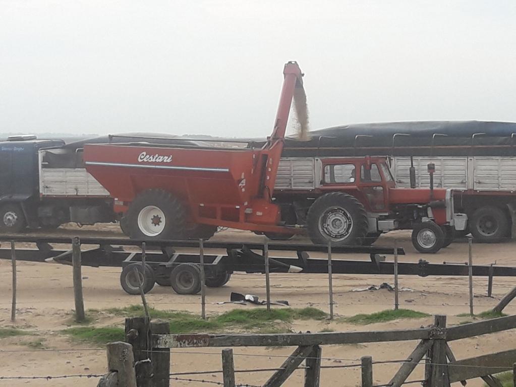 COSECHANDO SOJA 2020 022 (FILEminimizer)